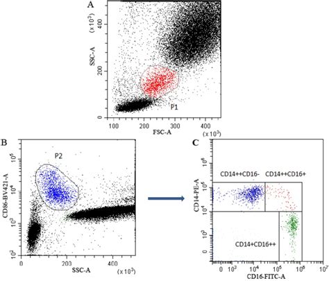 Multiparametric Flow Cytometry Gating Strategy For Monocyte Subsets