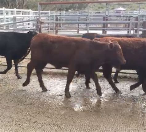The Herd Online 88 Mixed Sex Yearlings For Sale