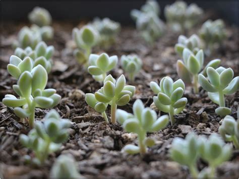 Mow the brown portion and run a rake through the lawn to break up the hard surface. How to Regrow Succulents - Cactus Garden