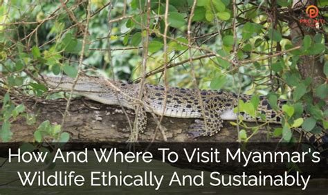 Myanmar Wildlife Experiences In An Ethical And Sustainable Way
