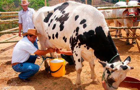 la ganadería símbolo de fortaleza del campo mexicano servicio de información agroalimentaria