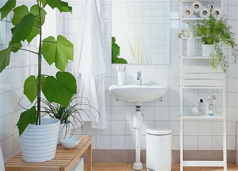 ℹ Mejores Plantas Para Colocar En El Baño