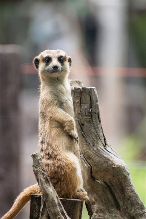 Meerkats Suricata Standing On Guard Stock Image Image Of Looking