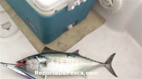 Pesca De Tuna Fishing Youtube