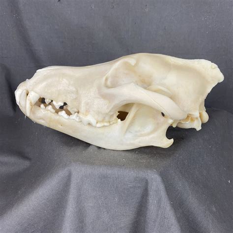 Timber Wolf Skull Sq9348 — Claw Antler And Hide Co