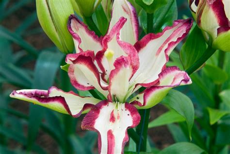 Lilium Anddouble Sensationand Iab D Lily Anddouble Sensationand Bulbsrhs