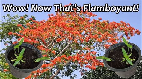 Grow Flamboyant Tree From Seeds Royal Poinciana Youtube