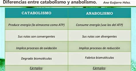 Diferencias Y Similitudes Entre Anabolismo Y Catabolismo Brainly Lat Mobile Legends