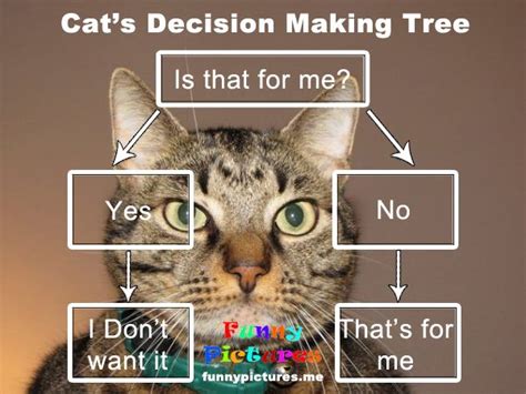 Cats Decision Making Tree Funny Pictures Decision Tree Decision
