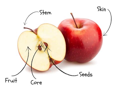 Apple Anatomy — Stemspark Llc