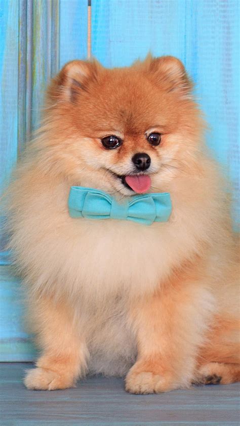 Dogs Pomeranian Wallpapers Wallpaper Cave