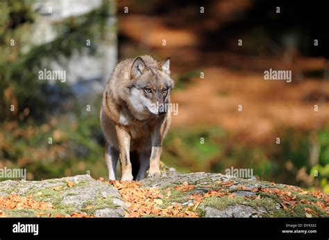 Canis lupus canids European Wolf gray wolf predators wolves predator