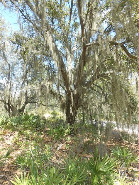 What trees are blooming now in florida. I love these trees in Florida | Tree, Beautiful, Plants