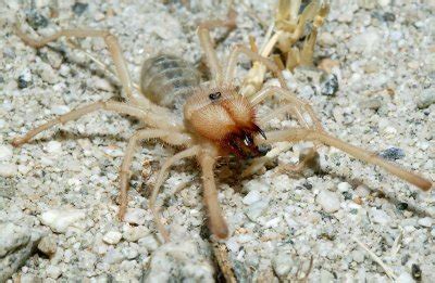 Instead of fangs, they have powerful jaws. np category: horror_of_horrors