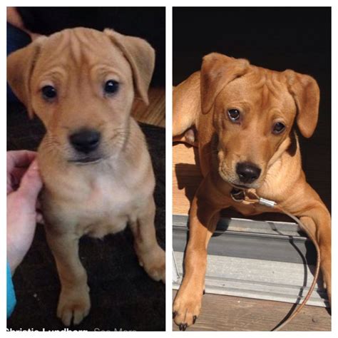 Sep 16, 2020 · rescuing a lab hound mix. Coonhound and Sharpei Mix! | Lab mix puppies, Coonhound, Puppies