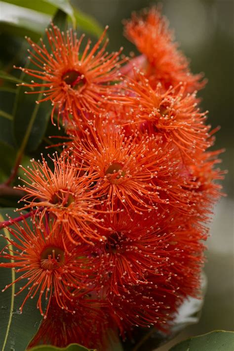 Albany Red Flowering Gum Corymbia Ficifolia A Native To A Small Area