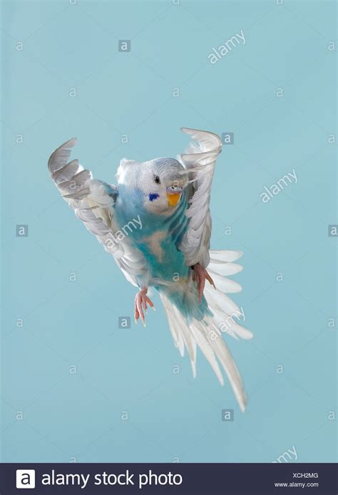 Budgie Flying High Resolution Stock Photography And Images Alamy