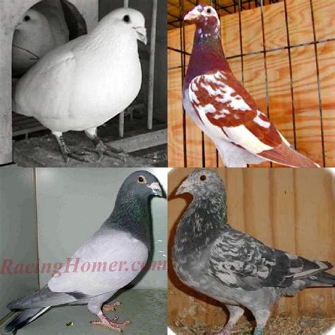 Racing Pigeons For Sale Pigeon Farms Call 562 235 1829