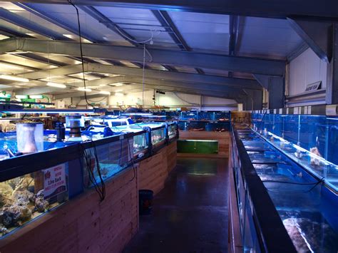 Cardiff Maidenhead Aquatics Fish Store Review Tropical Fish Site