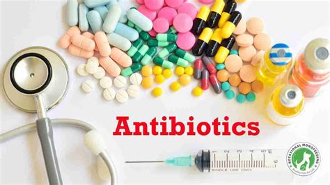 Antibiotics To Treat Pancreatitis Rotational Monofeeding