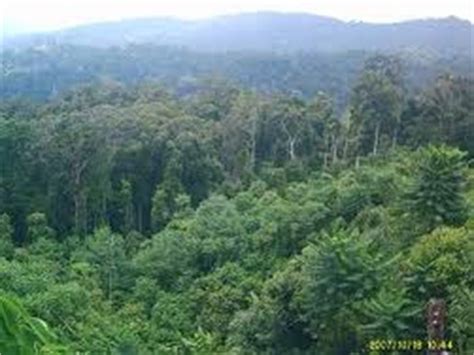 Penanaman tanaman penutup tanah (kacangan) sangat penting di perkebunan kelapa sawit. IMPLIKASI KEGIATAN EKONOMI TERHADAP ALAM SEKITAR: Kegiatan ...