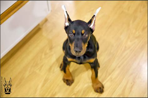 My First Attempt At Posting Our Dobermans Ears Atlas Den