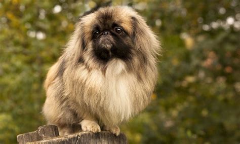 Pekingese Breed Characteristics Care And Photos Bechewy