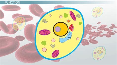 Various cell organelles perform special functions, such as making new material in the cell, cleaning up the cytoplasm contains all the contents within the cell membrane and outside the nucleus. What is Cytoplasm? - Definition & Functions - Video ...