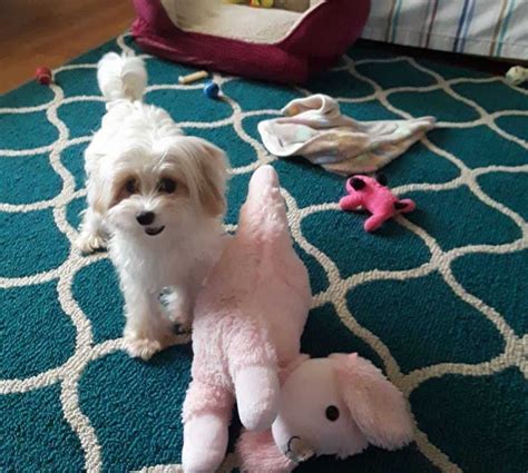 Maltipoo Size Full Grown How Big Do Maltipoos Get Toy And Mini Toy