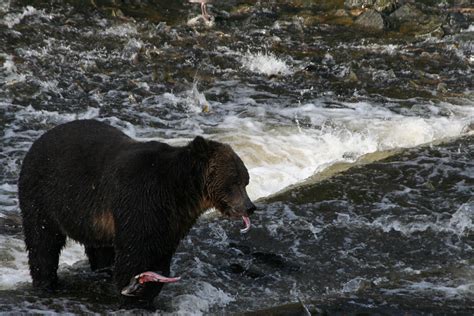 Grizzly Bear Goes For Salmon Eggs Grizzly Bear Tours And Whale Watching