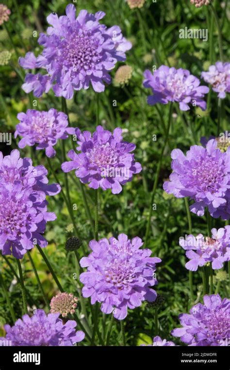 Scabiosa Columbaria Flutter Deep Blue Hi Res Stock Photography And