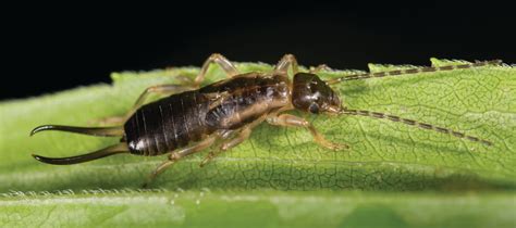 Rely on merrimack county's most trusted pest control services since 2012. Control Earwig Bugs in New England: MA, CT, RI, ME, NH, VT