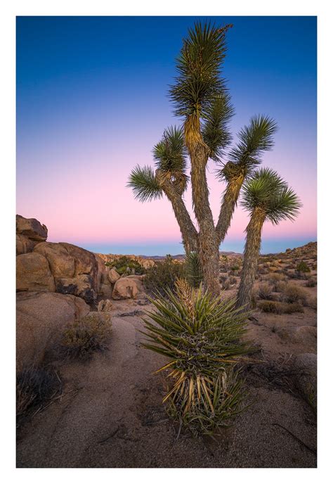 Maybe you would like to learn more about one of these? Joshua Tree Fine Art Photography | Ben Coffman Photography