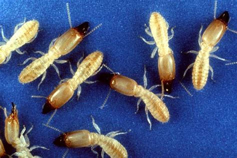 Soldier Termites Betts Pest Control Termites Pest Control Betts