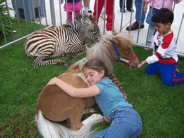 Check out different vendors offering virtual services for online events. Petting Zoo-Minature Pony/Baby Zebra | Yelp