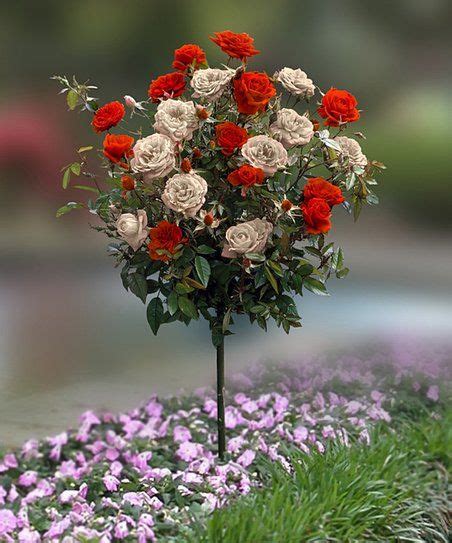 The above red rose is a standard rose. Dramatic, yet easy to plant and care for, this elegant ...