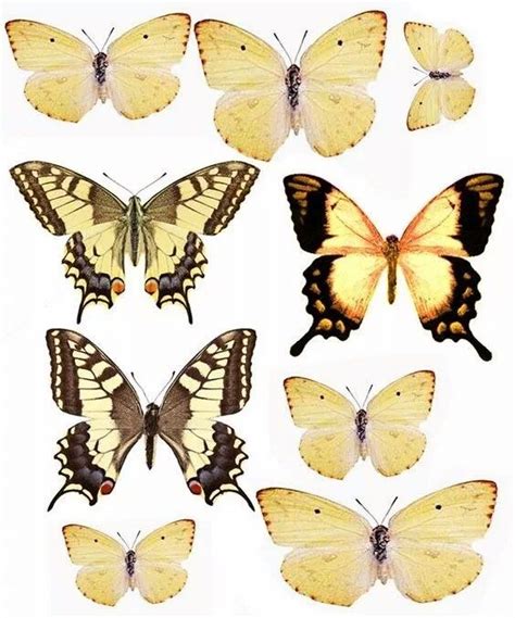 Aesthetic Sharer ZHR on Twitter | Butterfly art, Butterfly ... 90 s twists butterfly clips 90 s series brittney gray youtube.