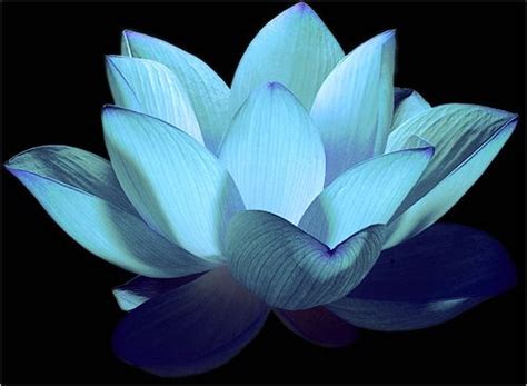 Flower Blue Flower Lotus Flower Water Lily Water Lily