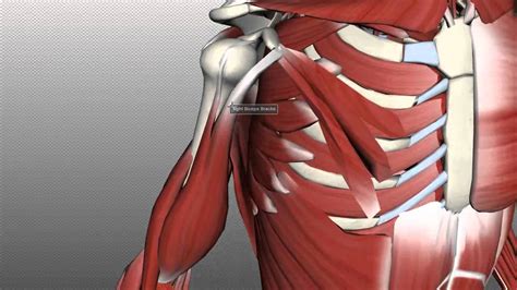 Muscles Of The Upper Arm Anatomy Tutorial Youtube