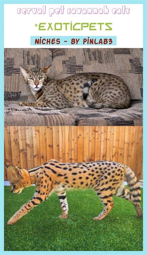 The serval has a lean body with long legs and ears. Serval pet savannah cats #exoticpets #animals. savannah cats kitten, savannah cats for sale ...