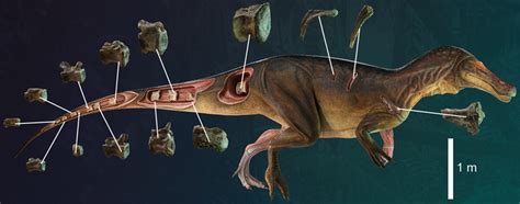 Ancient Spinosaurus Fossil Sheds Light On The Huge Semi Aquatic