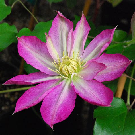Perfect for growing in containers because it is. Clematis Piilu | | Arts Nursery Ltd