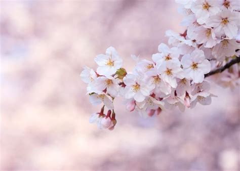 Sakura Guide 10 Best Places To See Cherry Blossoms In Kyoto Byfood