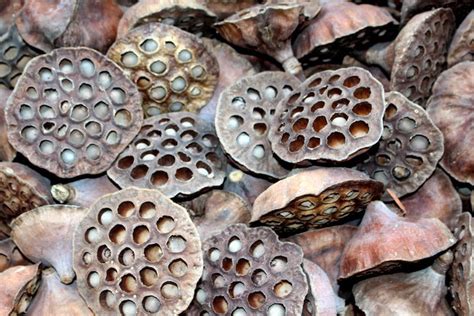 Lotus Pods Dried Botanical 12 Loose Heads Fall Floral Seed Etsy
