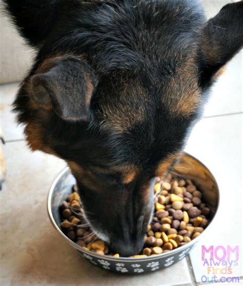 Perfectly balanced nutrition for your pet with real meat as the first ingredient. DIY Personalized Dog Food Container (Start with a ...