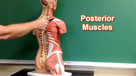 It runs right down midline and when the muscle contracts, it achieves flexion of the vertebral column…taking your entire torso and. Muscles of Torso Model 2 - YouTube