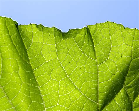 Leaf Edge Vermont Lenses Flickr
