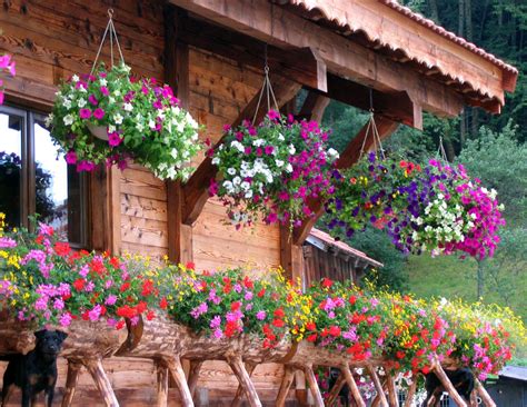 Le chalet les alpes, peut accueillir au maximum 20 personnes, sur une surface de 385 m². Chalet fleuri - Les Alpes du Léman - Haute-Savoie - France ...