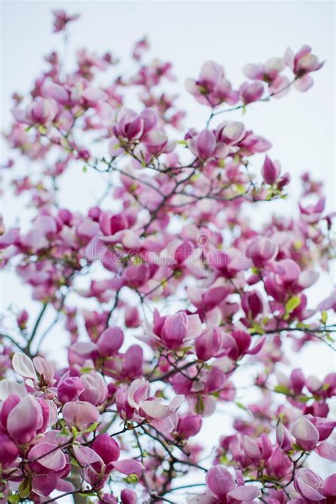 I fiori di tiglio hanno un profumo inconfondibile, quello delle gioie nascoste, dei piaceri rimasti a lungo inascoltati, il profumo delle attese segrete e delle raccogliendo una manciata dei fiori adesso, possiamo godere di una tisana benefica, famosa per il suo effetto rilassante e antistress: Albero Della Magnolia Con I Fiori Rosa E Bianchi ...