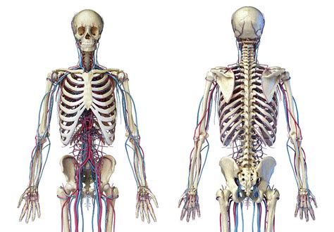 Front And Back View Of Human Skeleton Photograph By Pixelchaos Pixels